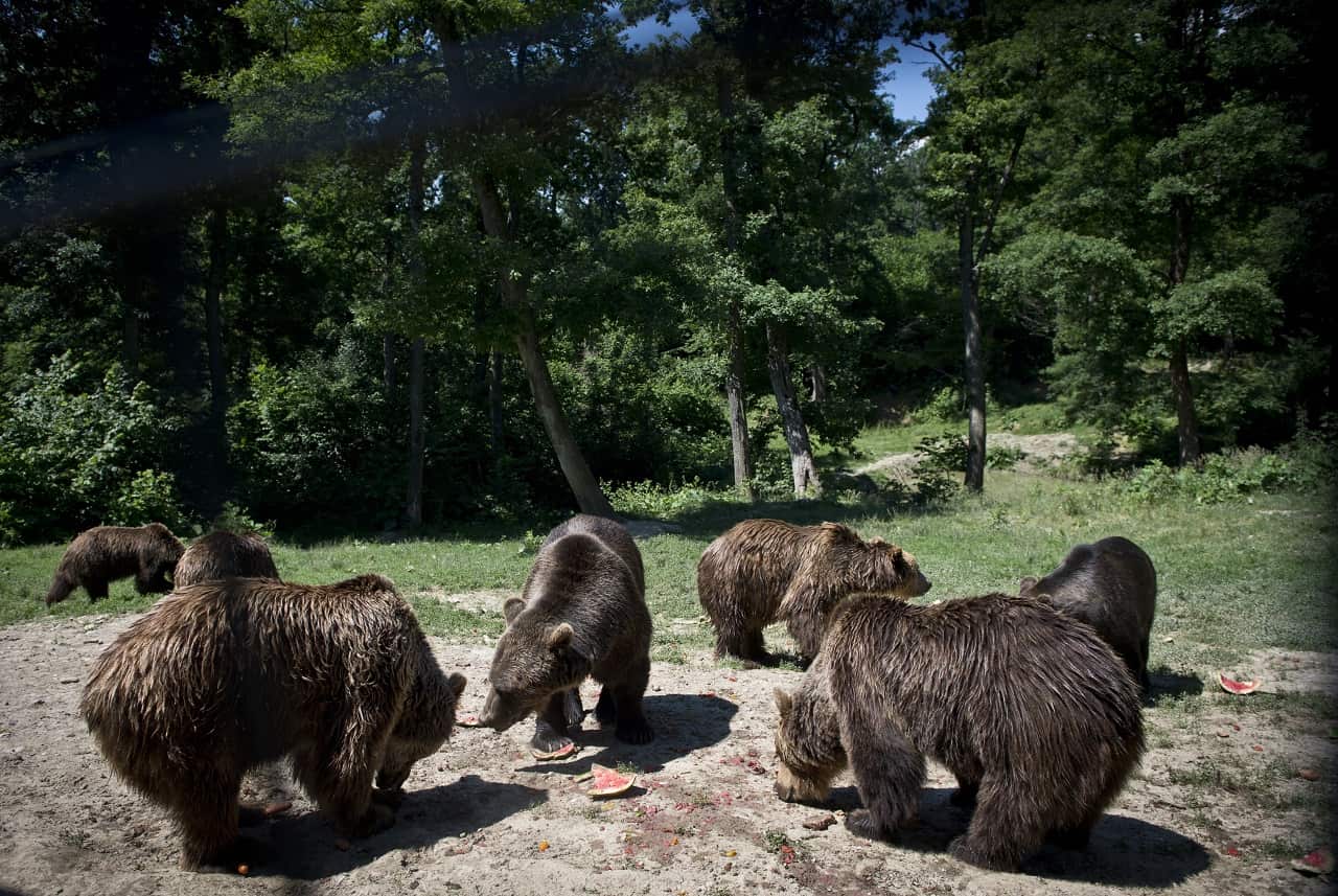 "Libearty" on the heart of the Romanian Carpathians, 80 bears rescued from captivity try to recover from the abuse by their previous owners. 