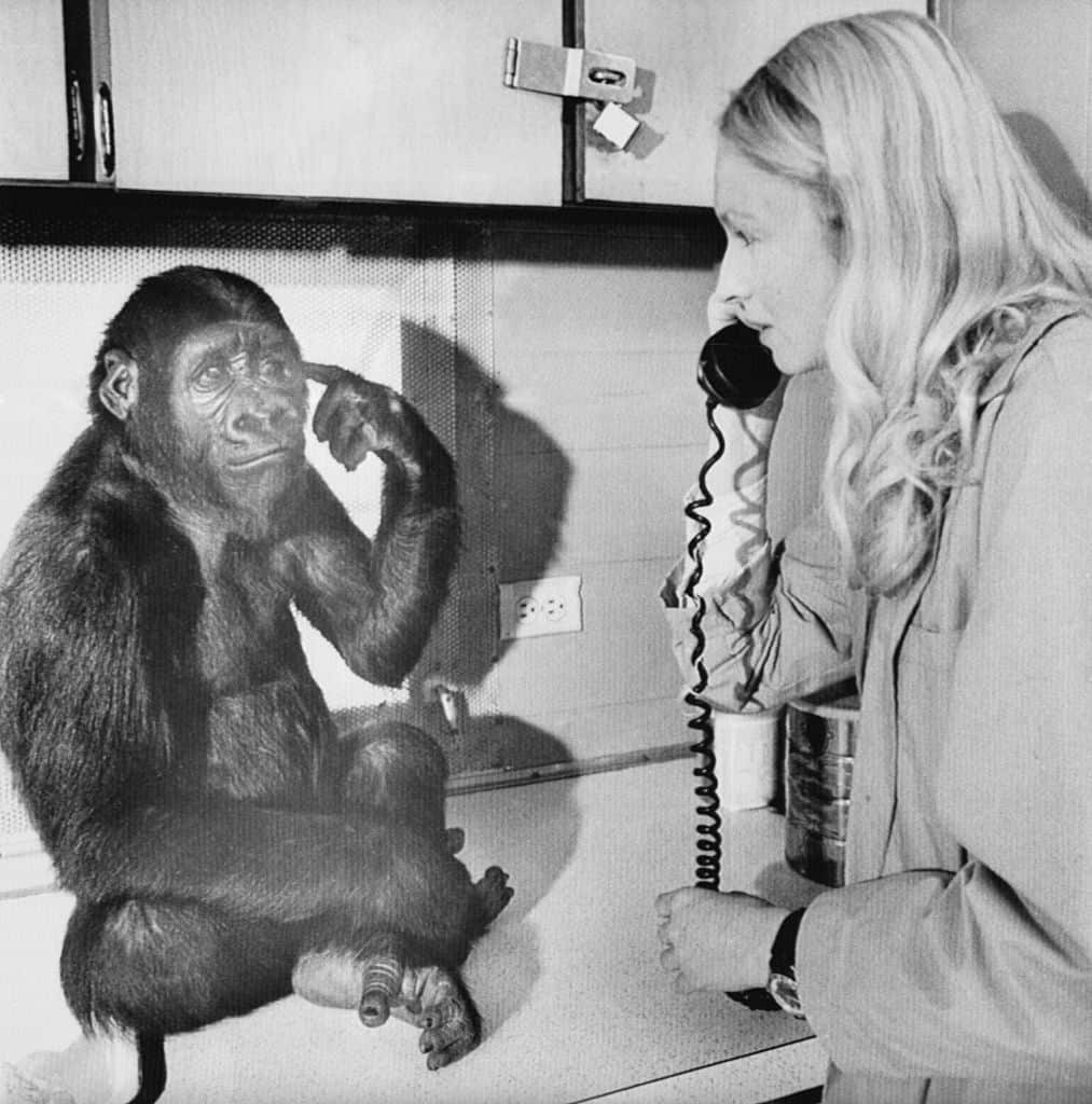 Koko gives the "to listen" sign in sign-language, telling Penny she wants to listen to the phone. 