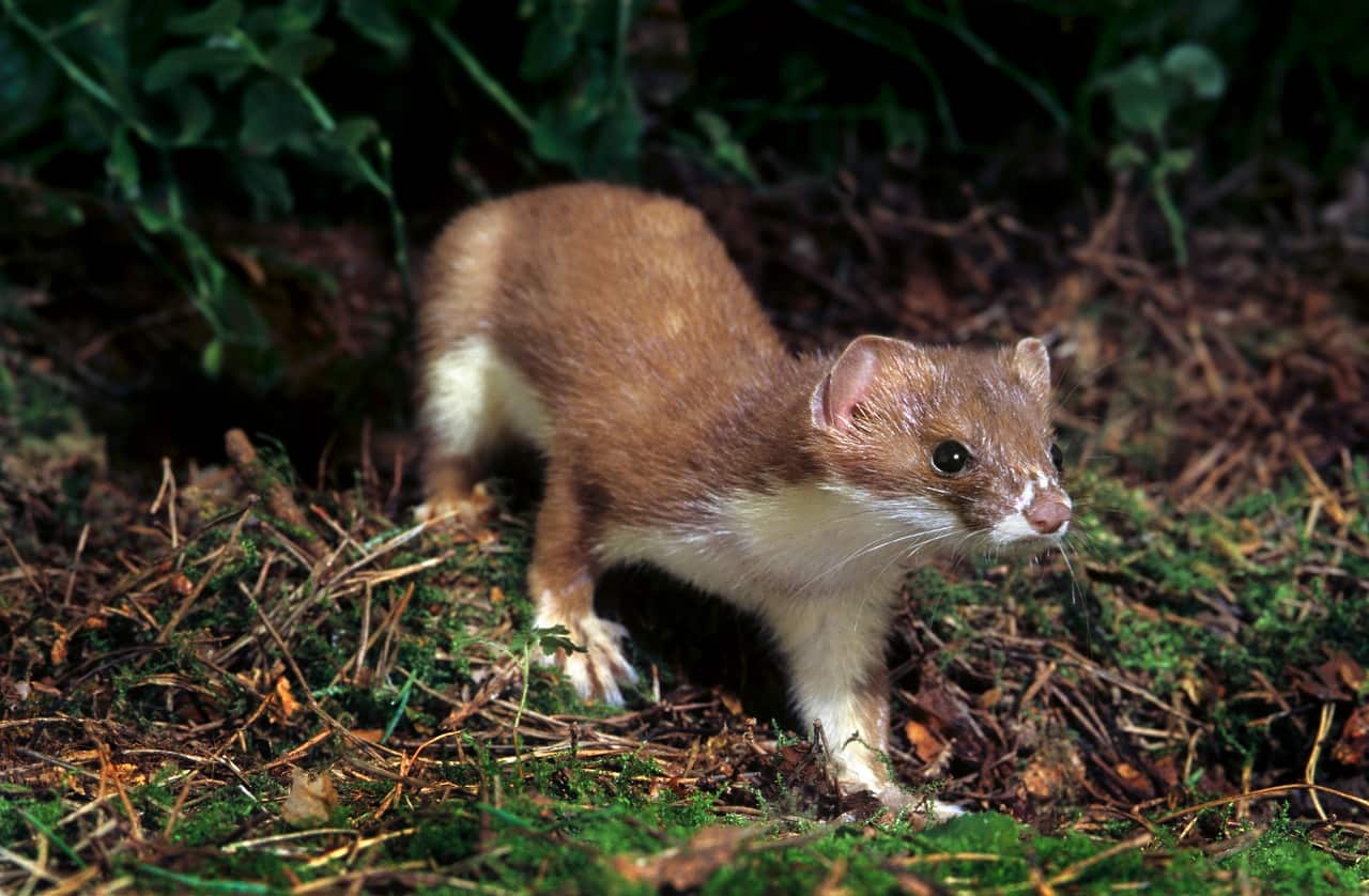 Stoats are 'public enemy number one' for New Zealand birds.