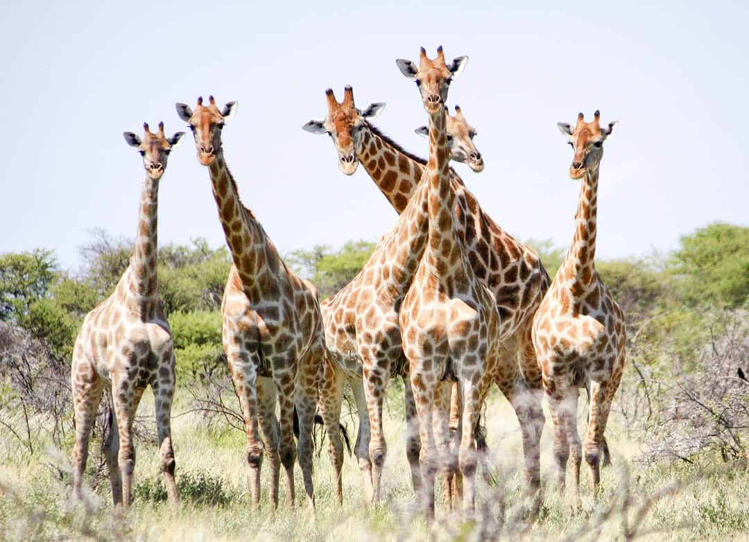 Giraffe parts has become a booming business.
