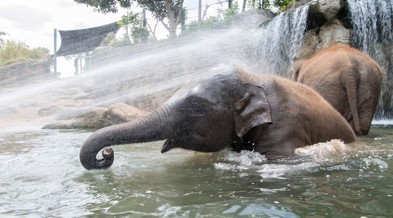 Tukta cools down in a 2016 heatwave.