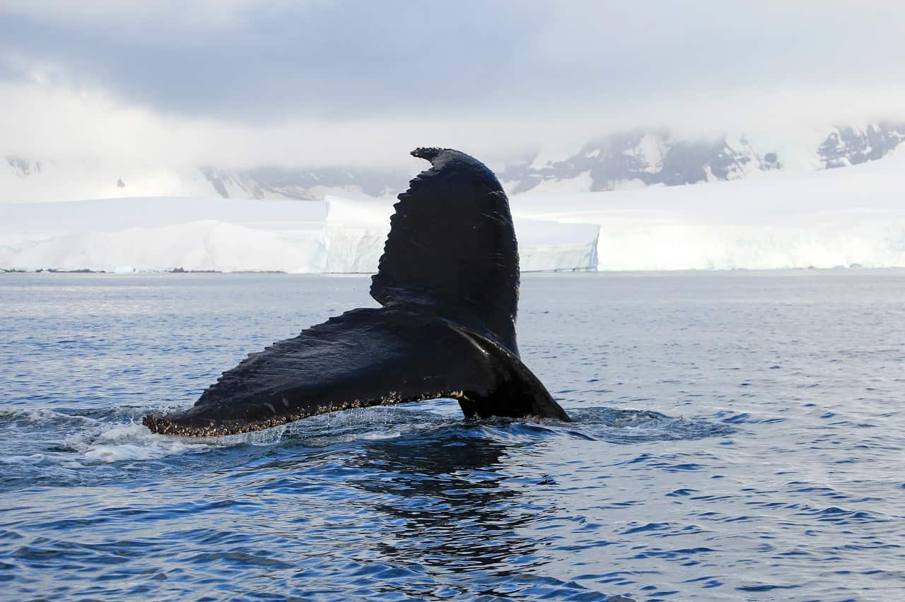 A whale in Antarctica. 
