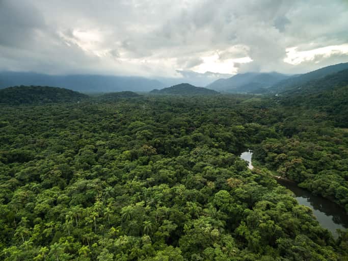 The Amazon