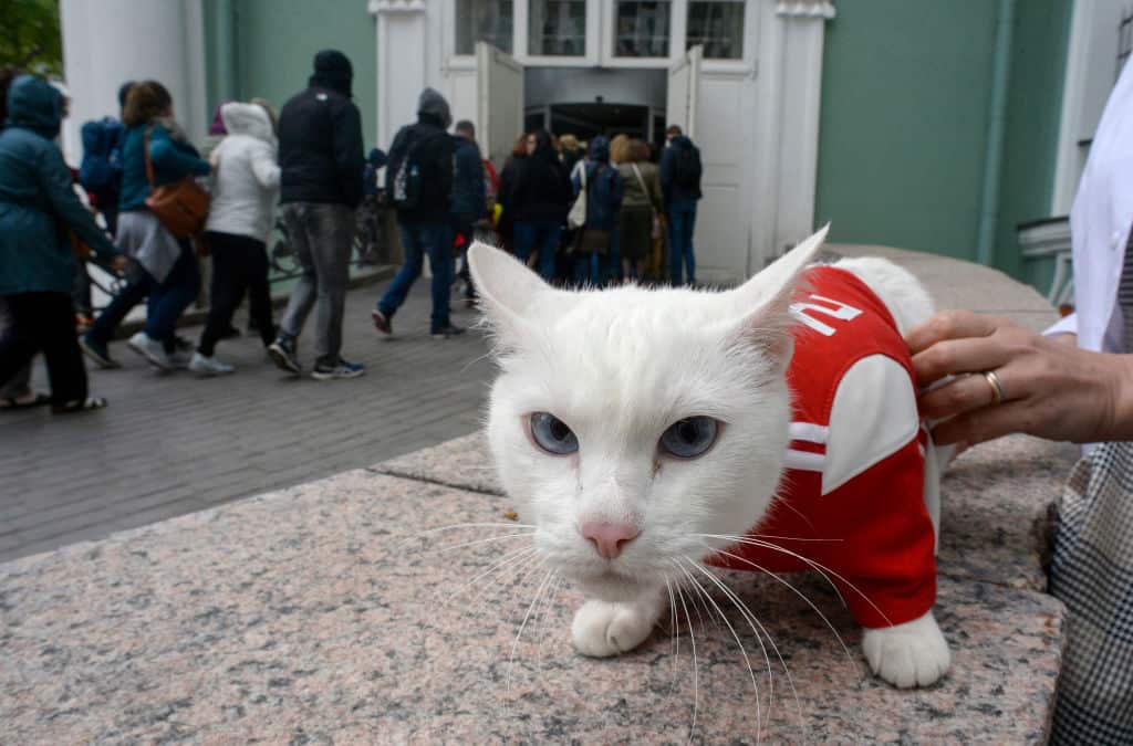 Achilles the cat.