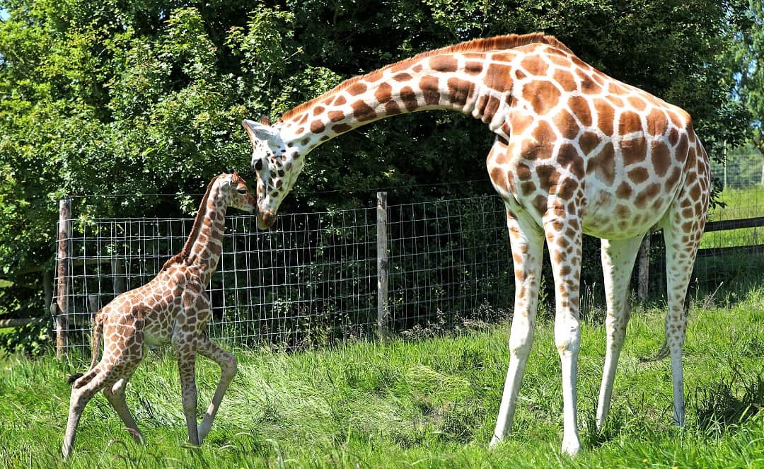A four day old giraffe and his mother.