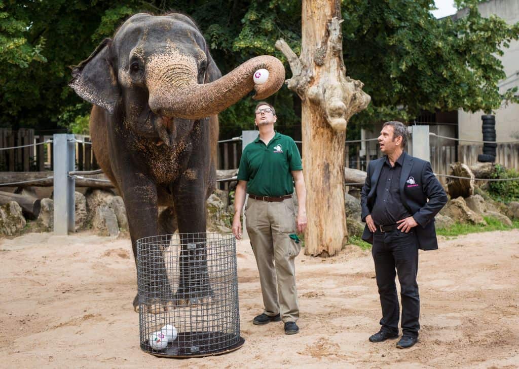 Zella the elephant.