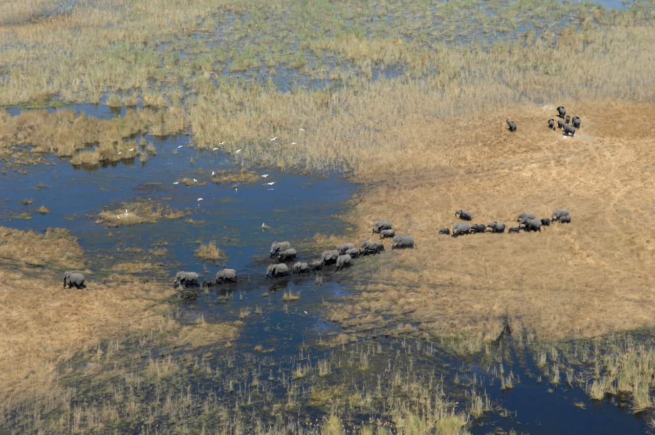 Great Elephant Census