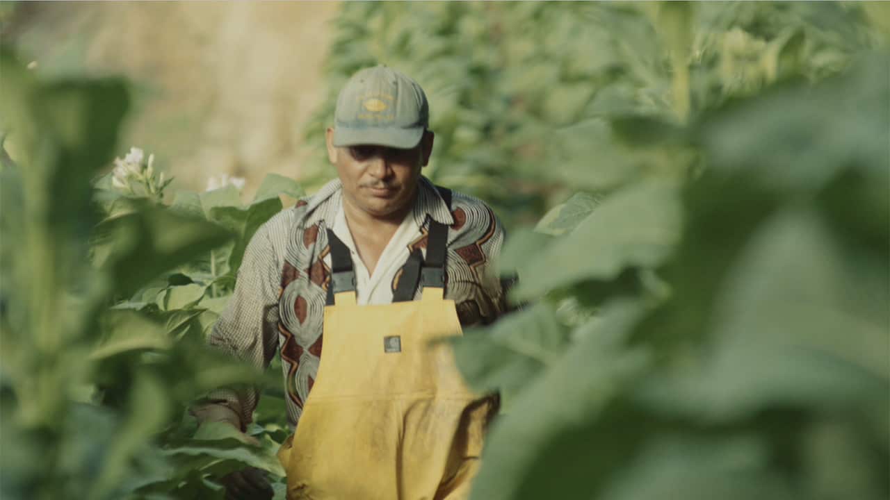 Farmworker Jose Manuel Gonzales hopes that his children won't have to work as hard as him and "can lead a better life". 