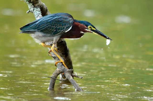 heron