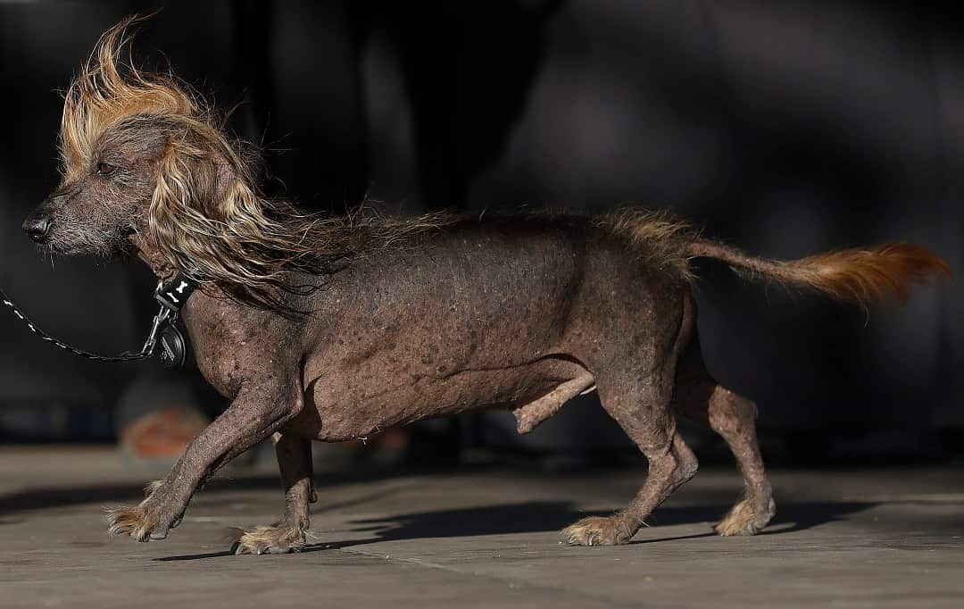 Himisaboo, Chinese Crested and Dachshund mix, walks onstage during the World's Ugliest Dog Contest at the Sonoma-Marin Fair in Petaluma, Calif., Saturday, June 23, 2018. (AP Photo/Jeff Chiu)