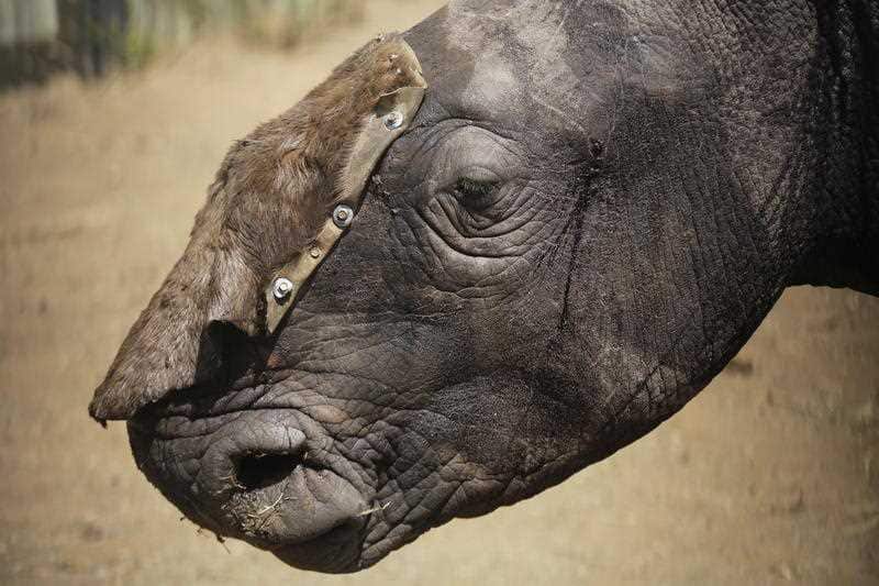 Three-year-old White male Rhino Wasinda with a temporary horn cover after having his horn removed by poachers. 