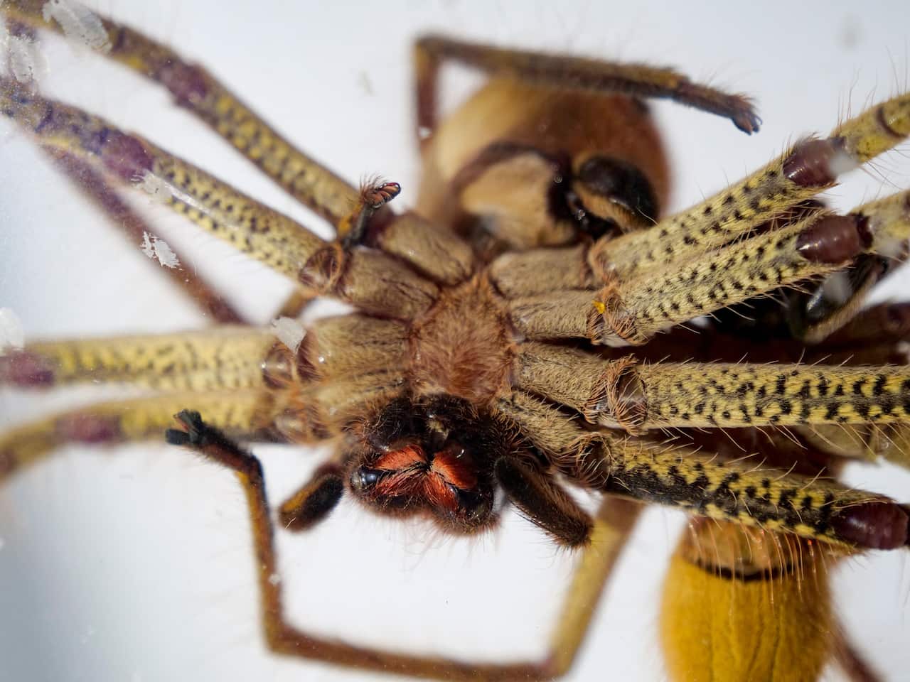 Two golden huntsmen spiders mating