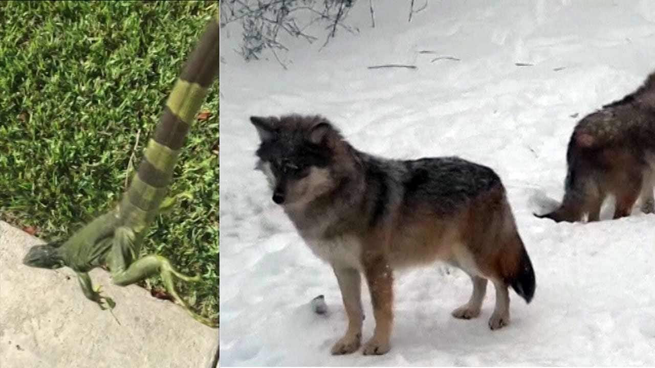 The cold snap sweeping across parts of the United States is having a severe effect on the animal population.