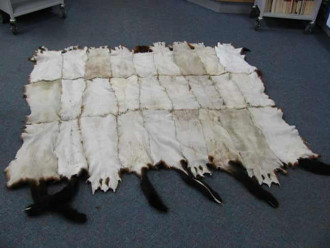  A possum skin cloak, sewn in a traditional way, but using skins from New Zealand possums. (Rhondda)