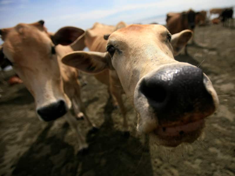 Local cows