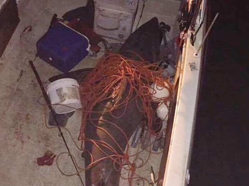A great white shark in the bottom of a motorboat
