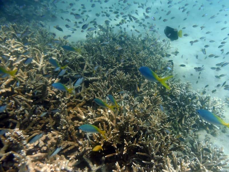Fish swim by bleached coral in the Great Barrier Reef