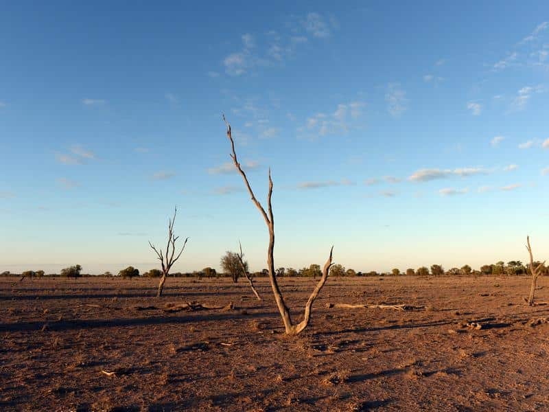 As climate change threatens Australian trees, it’s important to identify which are at risk.