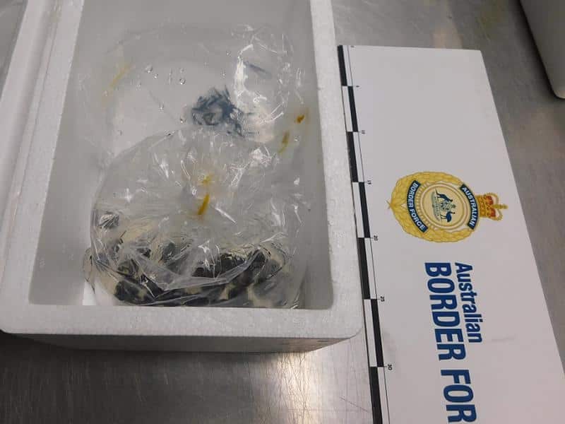 Undeclared live sea snails