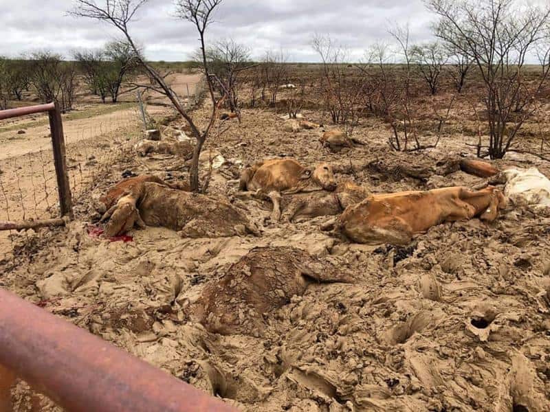 Flooding in north and western Queensland is believed to have killed around 500,000 cattle.