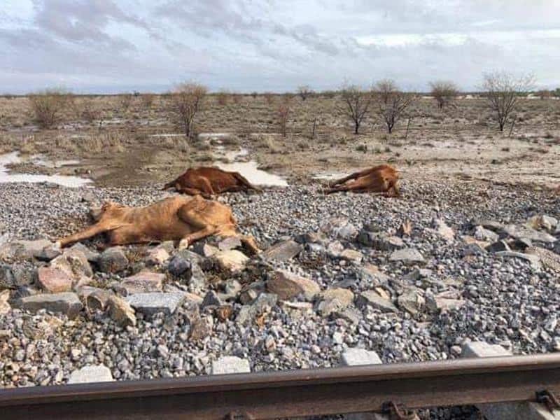Bill Shorten says Australia should compensate farmers for cattle killed in Queensland's floods.