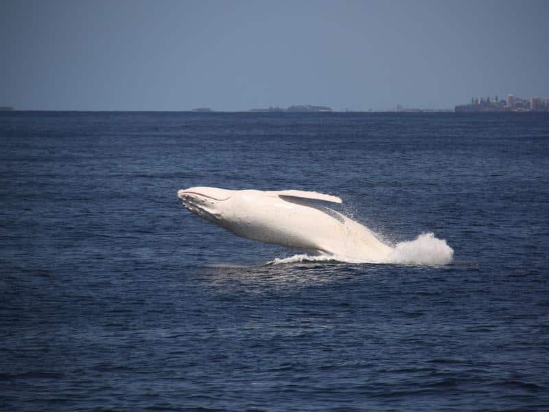 Migaloo the white whale