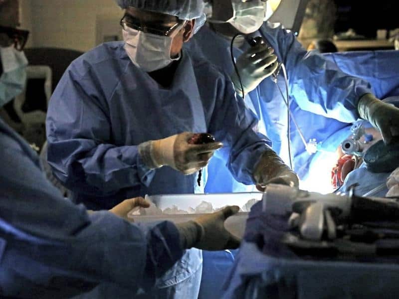 A transplant surgeon holds a kidney from the body of a live donor.