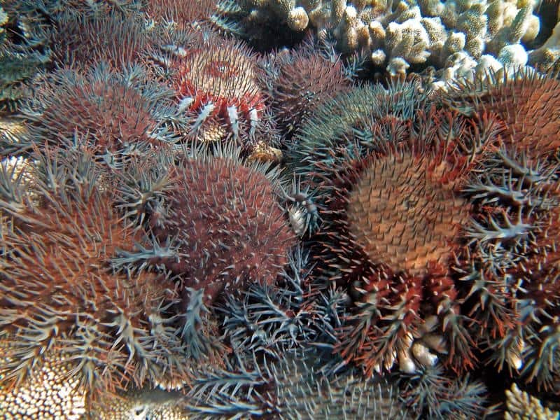 Crown-of-thorns starfish