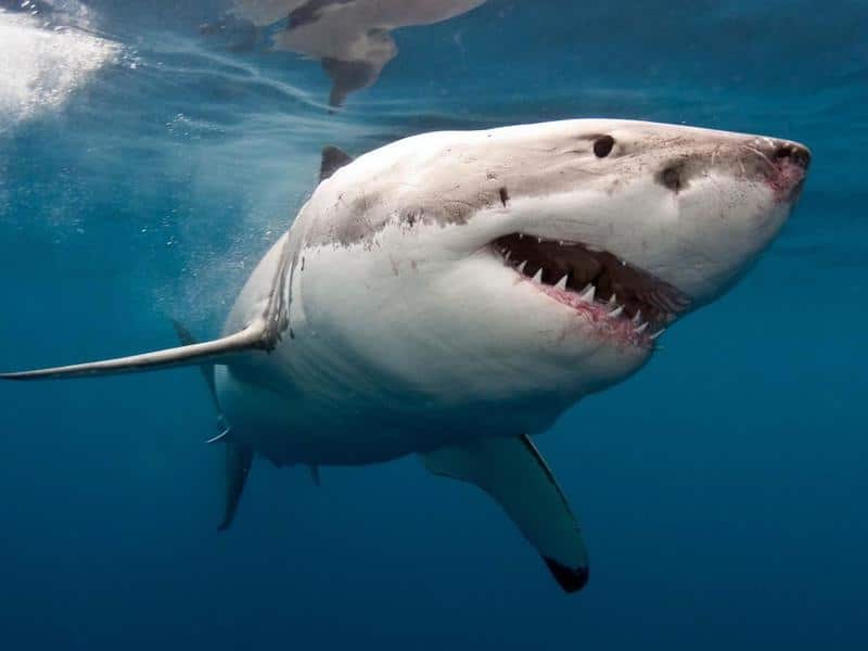 A federal MP is demanding a shark cull in Queensland's Whitsundays following Monday's fatal attack.