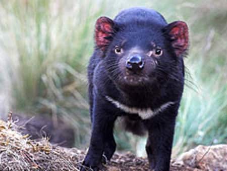 tasmanian_devil_1712_B_SBS_1405954386