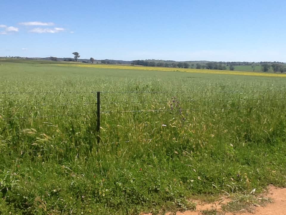Two years ago the paddocks on the Haycock property in Yeoval, NSW, were lush green.