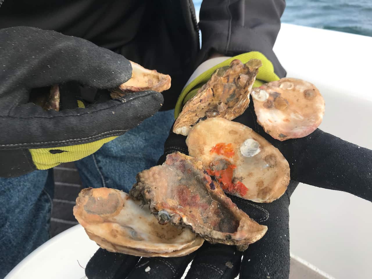 Oyster spat