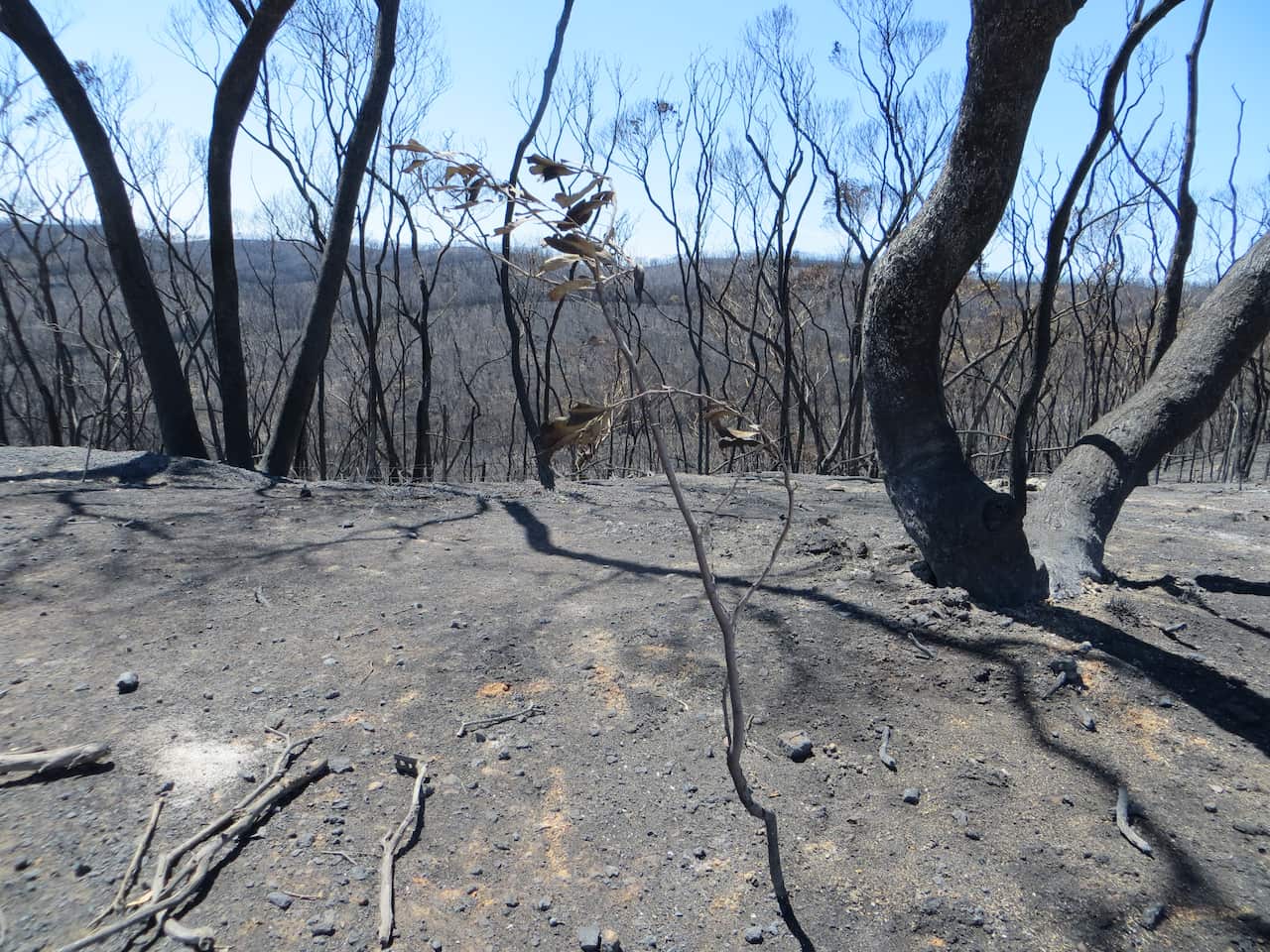 Blackened trees stand sentinel over a charred landscape near Kersbrook. (Karen Ashford)