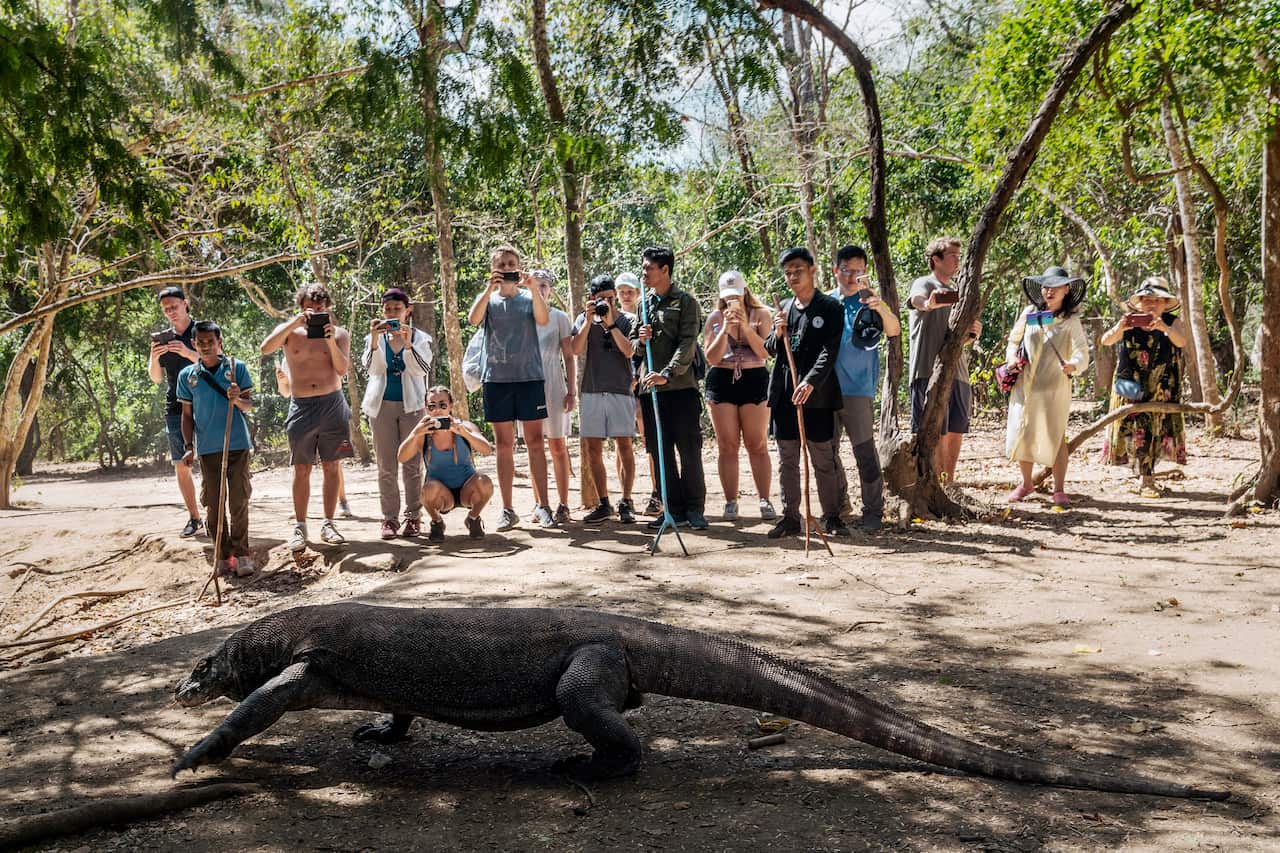 Tourists photograph a Komodo dragon on Komodo Island in Komodo National Park, Indonesia, July 16, 2019. (Adam Dean/The New York Times)