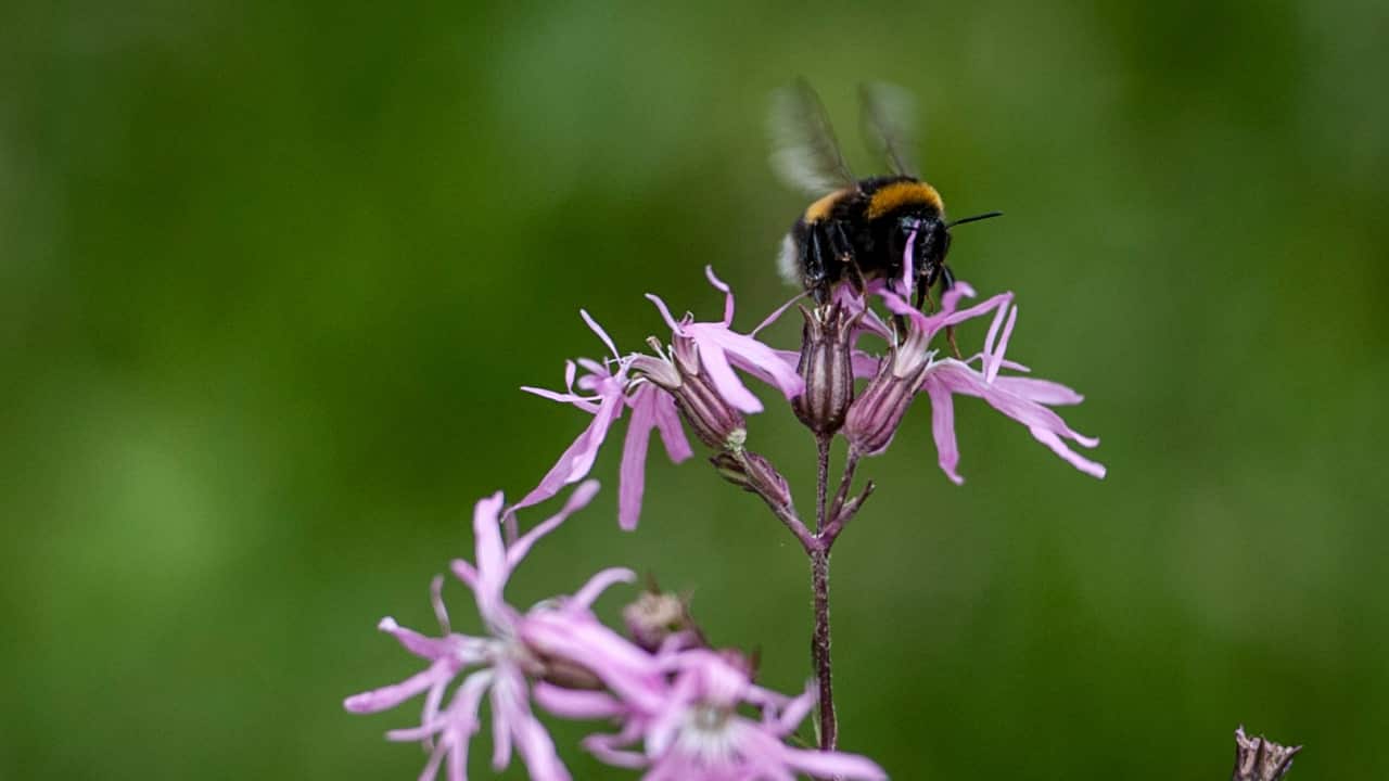 A bee on a flower.