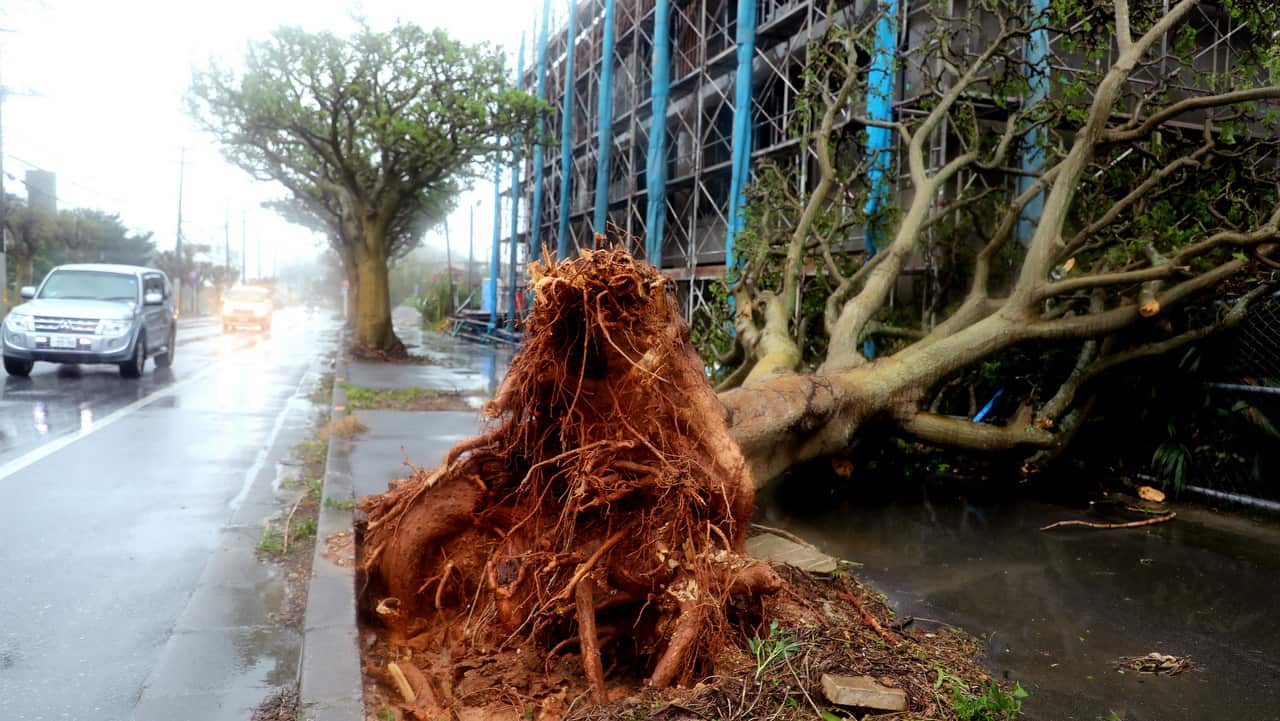 A car passes past an uprooted tree due to strong winds generated by typhoon Trami in Itoman, southern island of Okinawa.