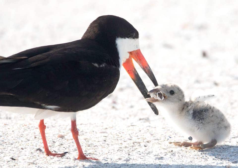 A black skimmer feeding its chick a cigarette filter.