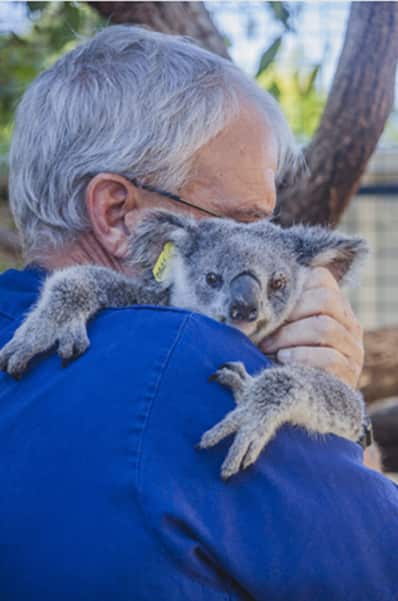 Miracle koala