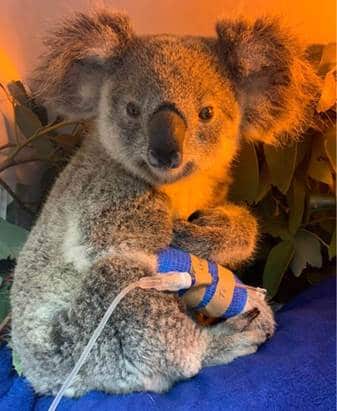 Miracle koala