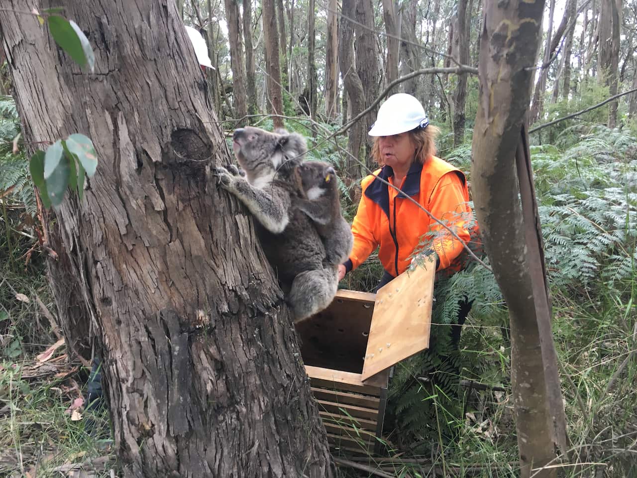 Koalas