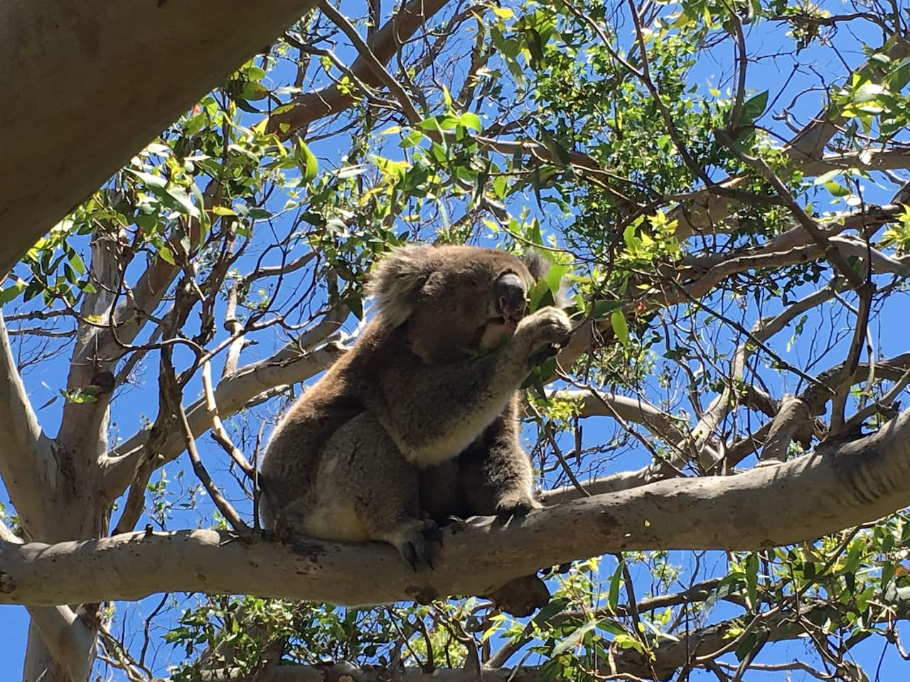 Koalas eating themselves out of house and home | SBS News