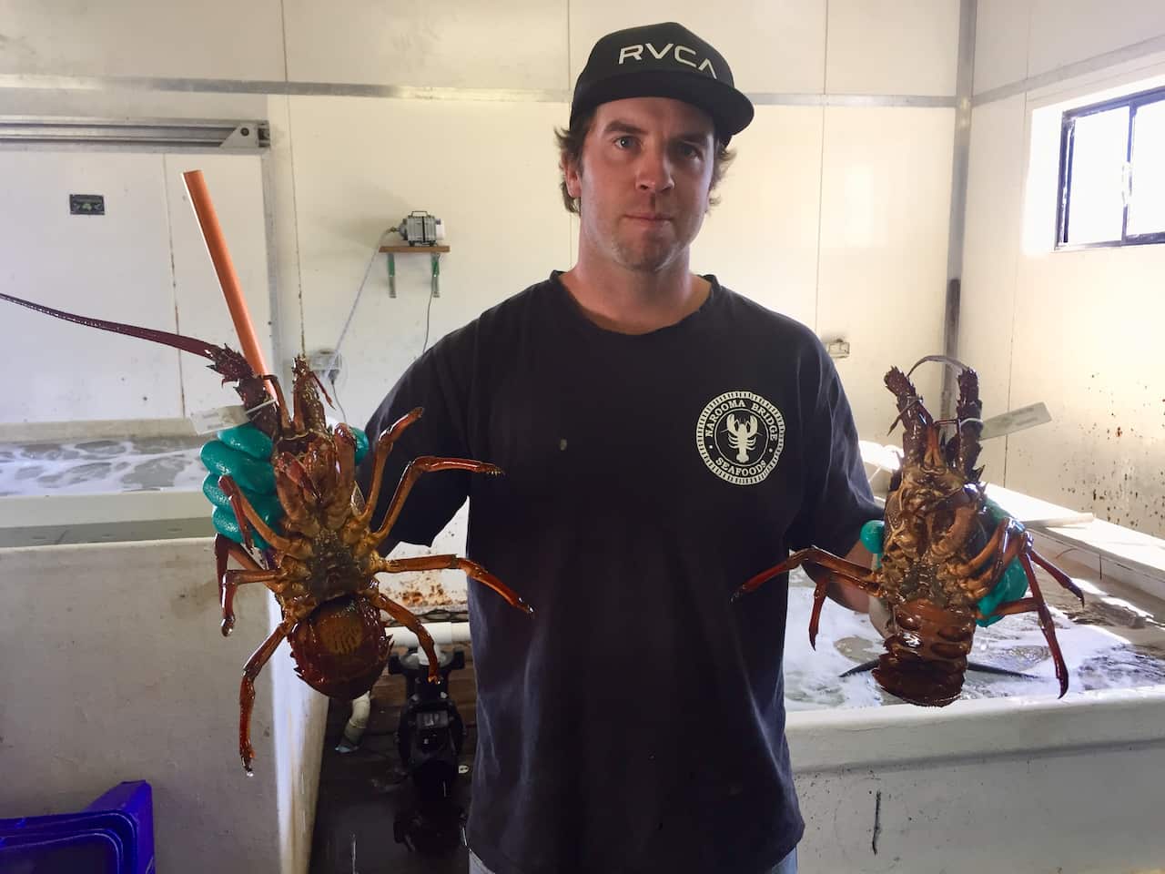 lobster