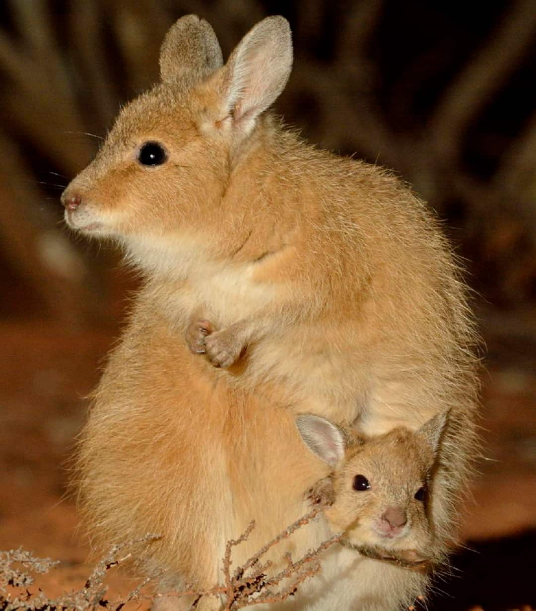 The mala survives only in feral cat-free areas.