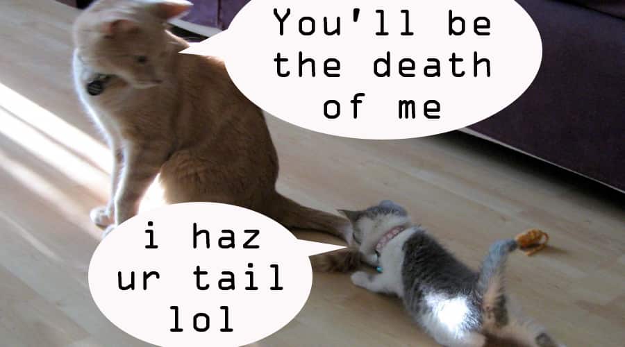 Lolcats