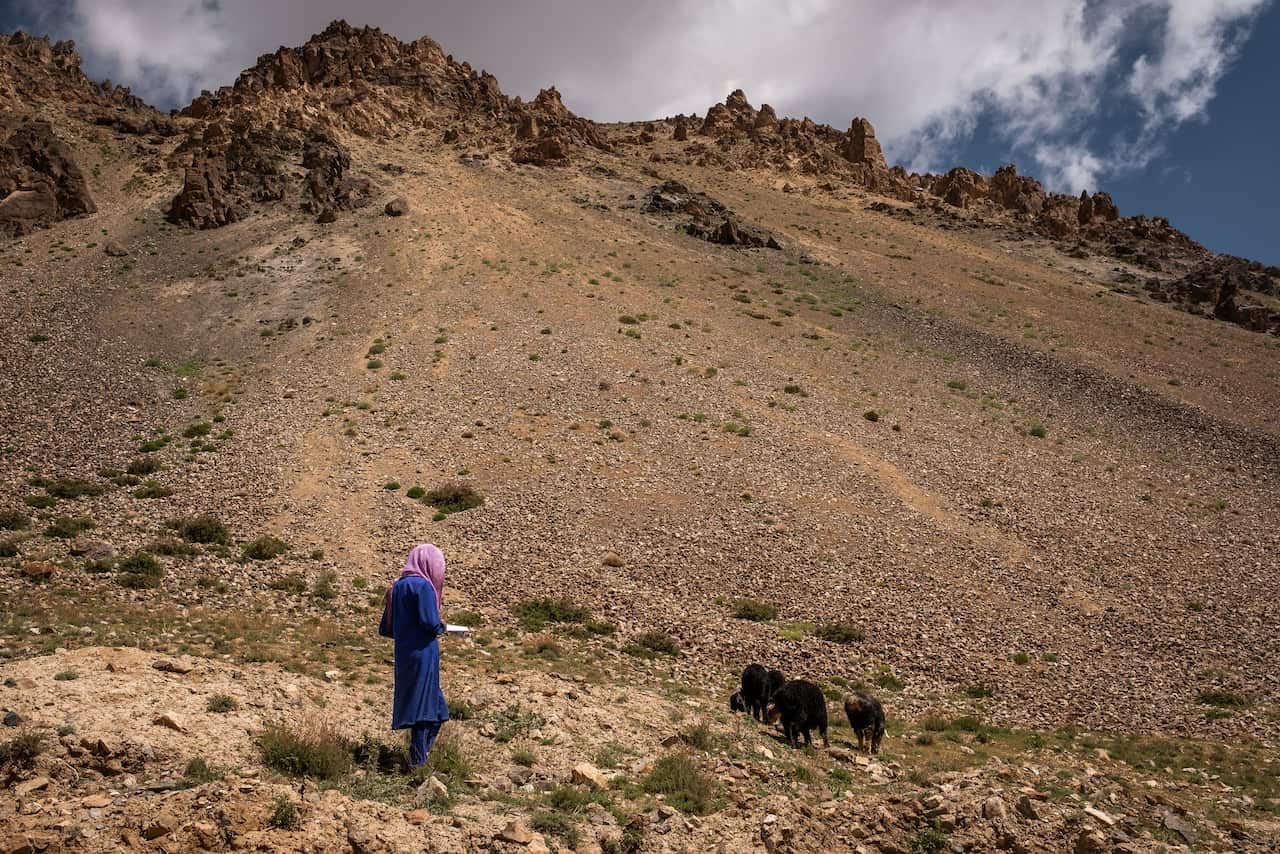 Nikbakht, 13, looking after sheep. “I love school,” she said, “but today no one else was home so I had to work 