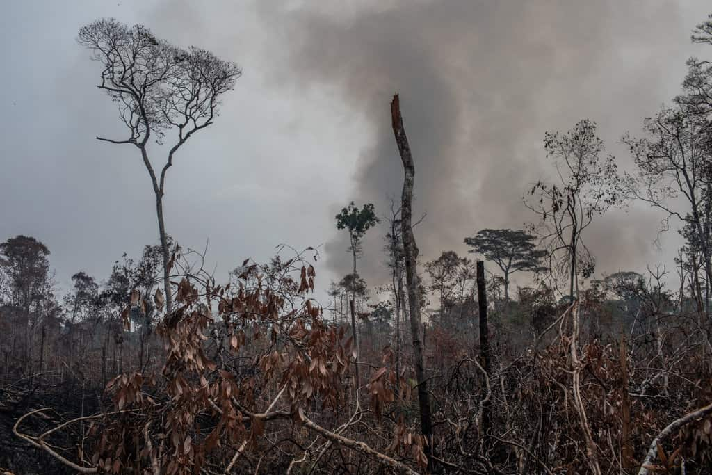 Burned rainforest in the Amazon.