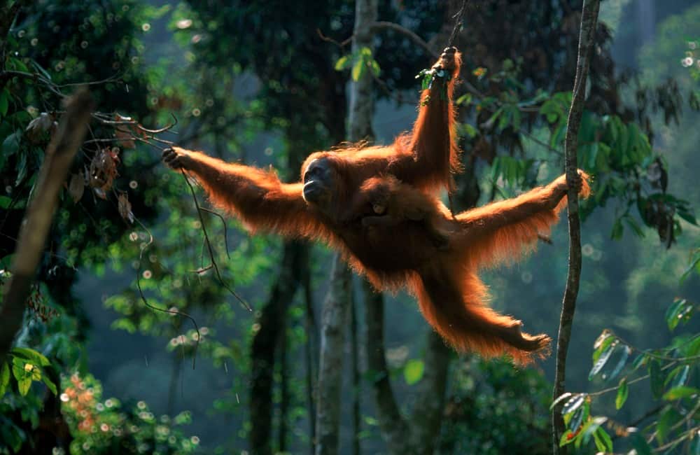 Undated handout photo issued by WWF of a Sumatran Orang utan with baby in Sumatra, Indonesia. 