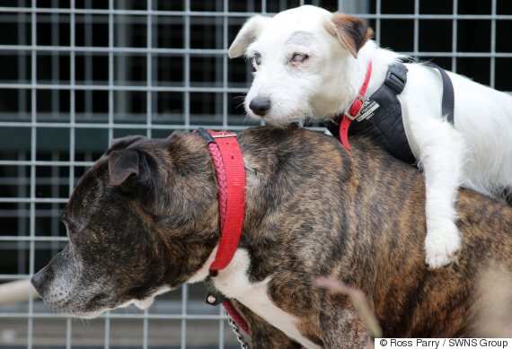 Buzz and Glenn, two abandoned dogs who were rescued. Jack Russell Glenn cannot see and is guided by best friend Staffordshire Bull Terrier Buzz, who acts as his eyes. (Photo: Ross Parry)