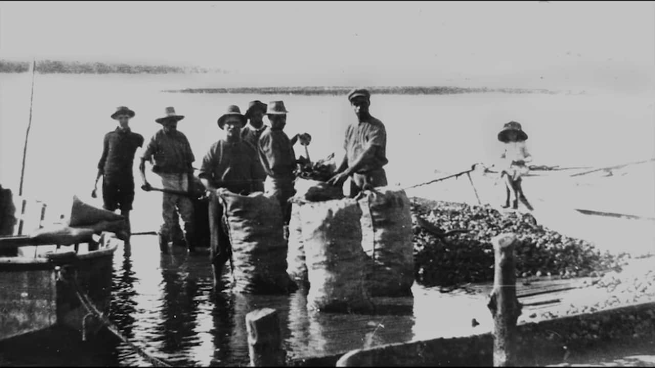 Oysters archive