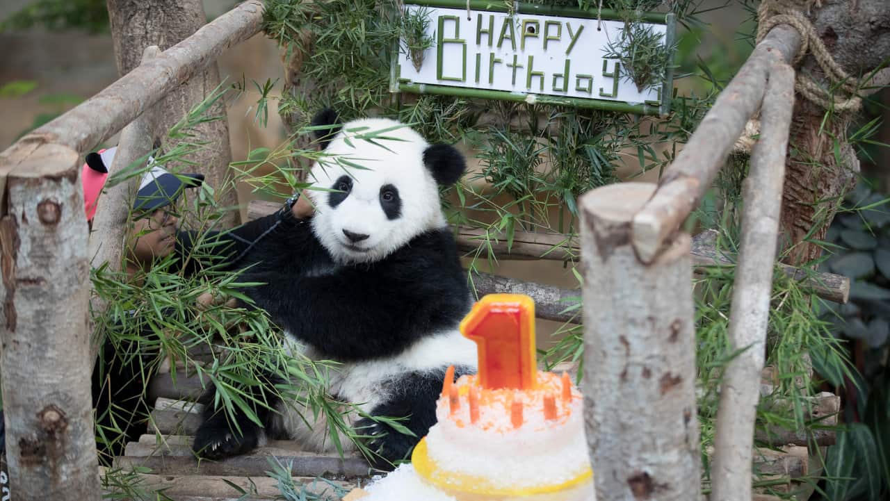 The panda is the second offspring of giant pandas Liang Liang and Xing Xing.